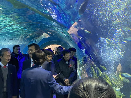周口海洋館今日舉行盛大的開業(yè)典禮,熱烈祝賀2020.1.1日正式營業(yè)