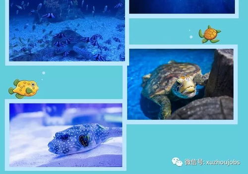 新年新 鯨 喜 徐州英才網(wǎng)營銷團(tuán)帶你超低價暢玩海底世界
