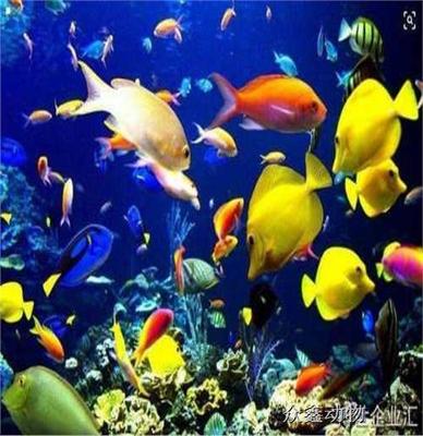 金水區(qū)出租海獅表演哪里有一手資源