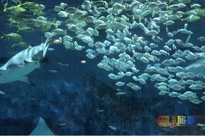 北京旅游網(wǎng)專訪北京海洋館總經(jīng)理胡維勇:守護(hù)蔚藍(lán)世界的“養(yǎng)魚人”