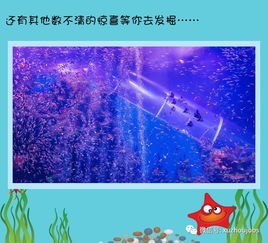 新年新 鯨 喜 徐州英才網(wǎng)營銷團帶你超低價暢玩海底世界