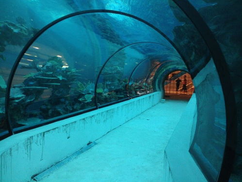 廣州洋清水族海洋館工程 飯店超市海鮮池設(shè)計(jì)工程