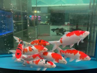 金陽(yáng)眾彩水族館經(jīng)營(yíng)精品魚(yú)缸高中檔魚(yú)缸清洗魚(yú)缸維護(hù)