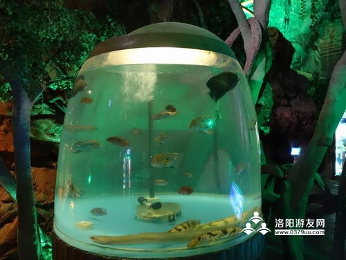 龍門(mén)海洋館門(mén)票政策 營(yíng)業(yè)時(shí)間 表演時(shí)間 景區(qū)地址