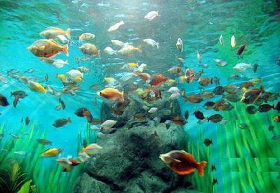 深海水族館安卓怎么充值,教你簡單的方法經(jīng)營水族館