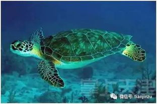 那個(gè) 還不如王頂?shù)趟a(chǎn)市場 的津南海洋館關(guān)了,但事情沒完