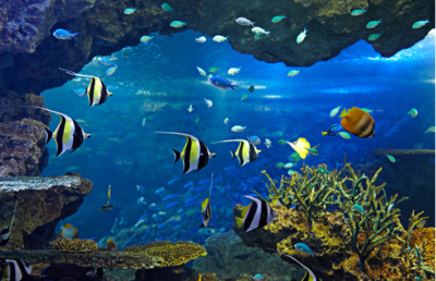 新手開水族店怎么進(jìn)貨