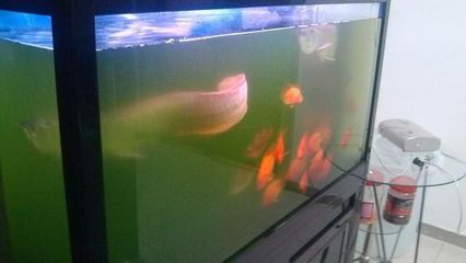 南京市玄武區(qū)魚視界水族館(南京市玄武區(qū)魚視界水族館經營產品:水族器材、魚缸銷售)
