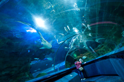 水族館帶你走進(jìn)海洋深處