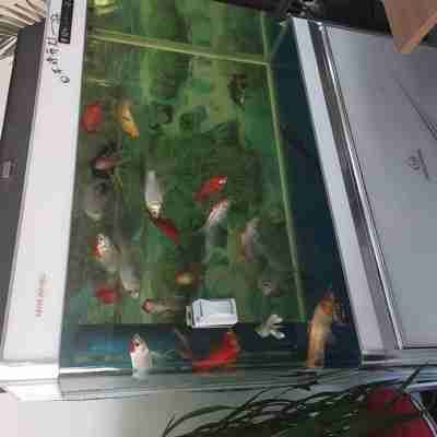 南明陳賢水族館(個(gè)體工商戶)(南明陳賢水族館(個(gè)體工商戶)詳細(xì)介紹)