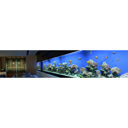 福州觀賞魚怎么養(yǎng)-福州余娛魚寵物經(jīng)營部-福州觀賞魚