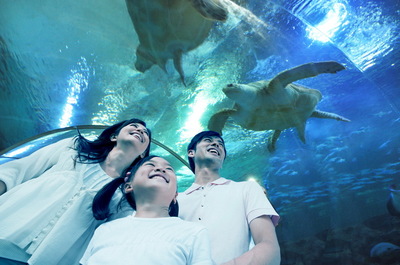 最新重磅!青島海底世界劃入青島旅游集團(tuán)