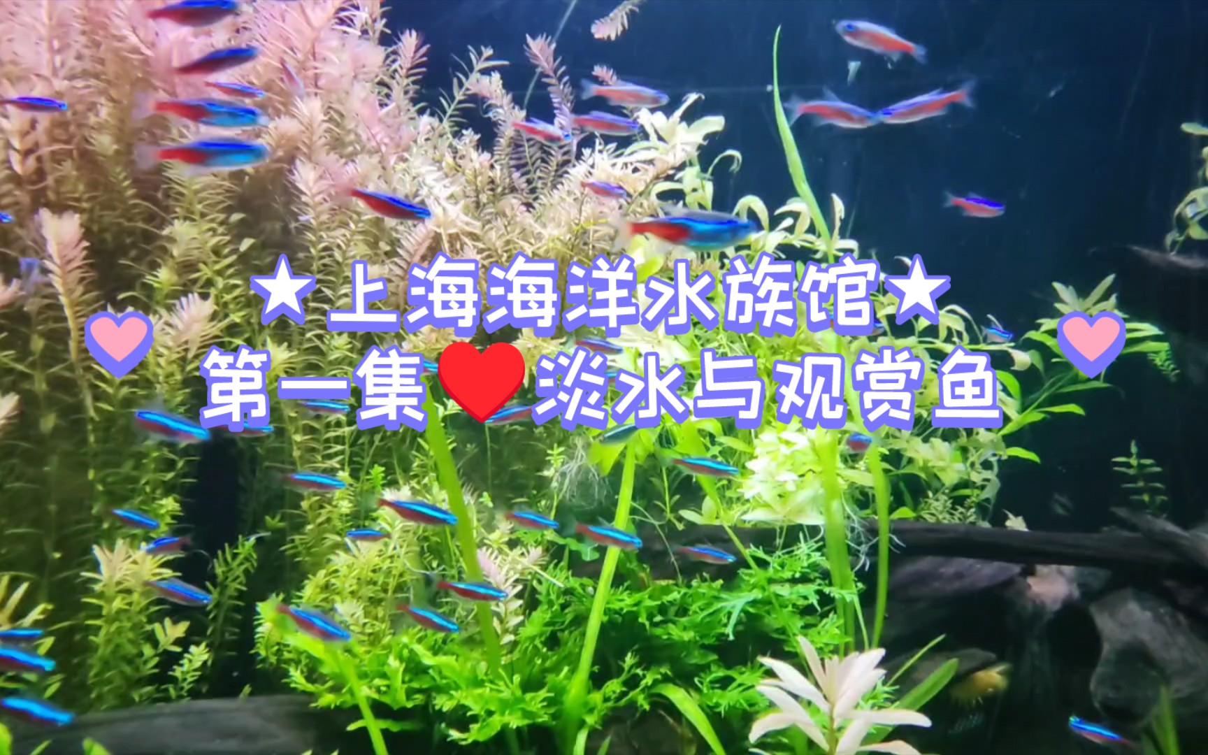 多倫多水族館買魚缸買觀賞魚.本店經(jīng)營各種規(guī)格魚缸和100多種" href="