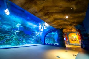 大連圣亞 第五代海洋公園 淮安龍宮大白鯨極地海洋館試營業(yè)
