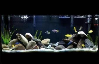 金陽眾彩水族館 經(jīng)營精品魚缸高中檔魚缸 洗魚缸 養(yǎng)護(hù)魚缸等