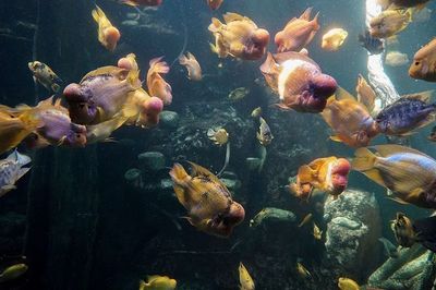 饒陽縣薄利水族館(饒陽縣薄利水族館經(jīng)營產(chǎn)品:觀賞魚、鮮花、魚缸、漁具、魚料)