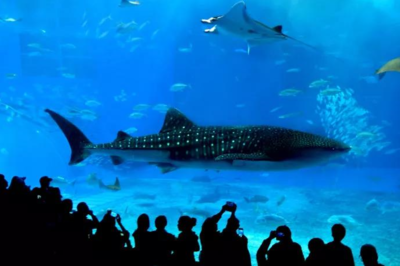 青島水族館、青島海底世界與日本沖繩美之島水族館結(jié)為姊妹館