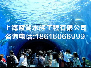 供應(yīng)海洋館整體設(shè)計(jì)規(guī)劃 水族生物供給 海洋館運(yùn)營維護(hù)