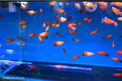 和田市魚樂水族館(和田市魚樂水族館經(jīng)營產(chǎn)品:鳥類,魚類,)