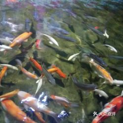 電話 地址 價格 營業(yè)時間 沙扒鎮(zhèn)動植物園團購 陽西縣周邊游