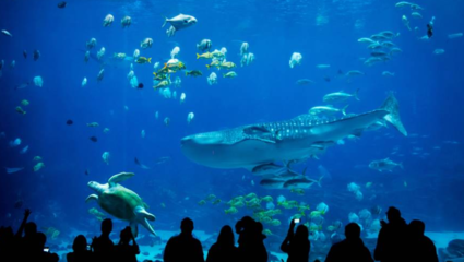 疫情期間運營困難,這家水族館居然打起了許愿池的主意…