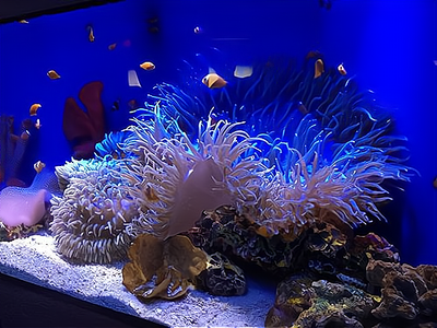 水族館賺錢嗎?水族館的收益不錯,但是在行業(yè)中的運營要掌握以下幾點