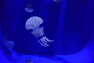 全球特色海洋館推薦,暑假帶孩子去海底瞧瞧