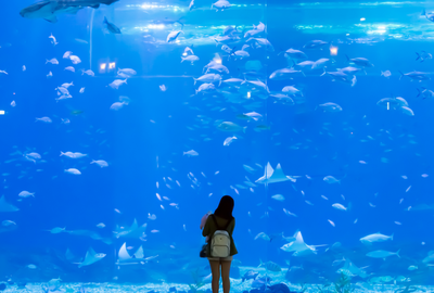 如何經(jīng)營水族館 加盟水族館多少錢