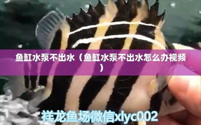 大連中山公園購物廣場三合春雨水族店(大連三合春雨水族館)