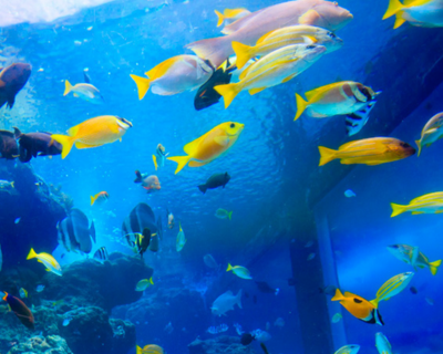 開家水族館投資一般需要多少錢?投資40萬元,賺錢離不開3點